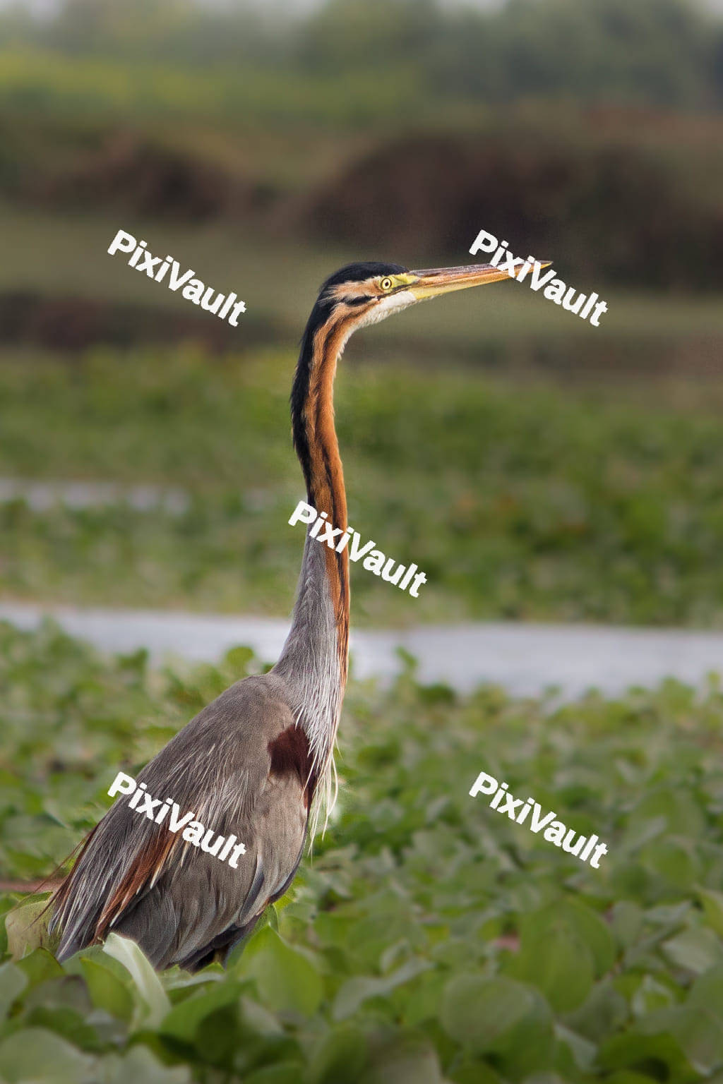 Great blue heron flying